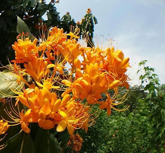 笑靥和笑魇的区别，笑魇如花还是笑靥如花（笑魇如花还是笑靥如花读音）