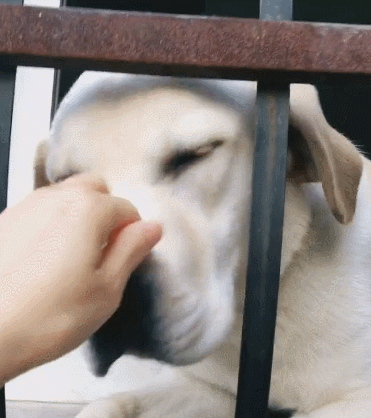 好狗的特征，好狗有什么特征（狗狗有这些“特征”）