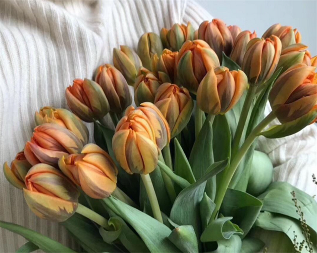 妈妈过生日送什么花合适？有4种花代表着母爱与感恩，很适合相赠