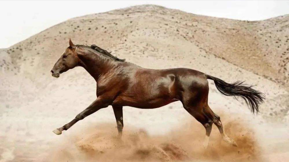 都是世界顶尖级别的汗血宝马的名字由来是因为他在剧烈运动后马的肩膀