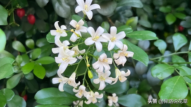 七里香花语，七里香花语象征与寓意（七里香：七里香歌好听）
