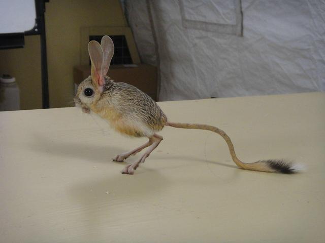 老鼠的尾巴是长还是短,老鼠的尾巴一般有多长(甘肃酒泉发现"沙漠米