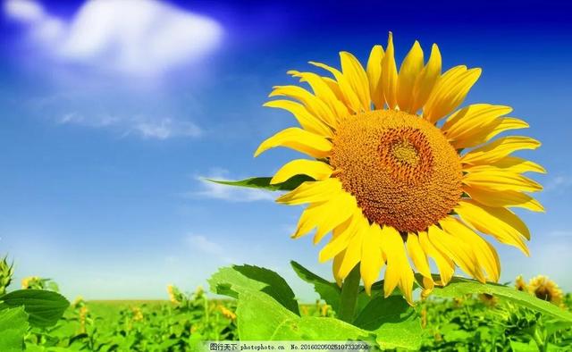 向日葵长什么样，向日葵的茎是什么样的（分享图片，生机勃勃的向日葵）