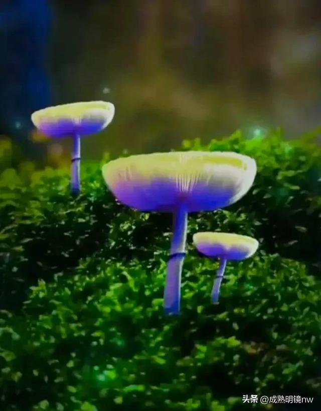 世界上最漂亮的蘑菇，世界上最漂亮的蘑菇是什么（精华总伴日风来。美丽的蘑菇）
