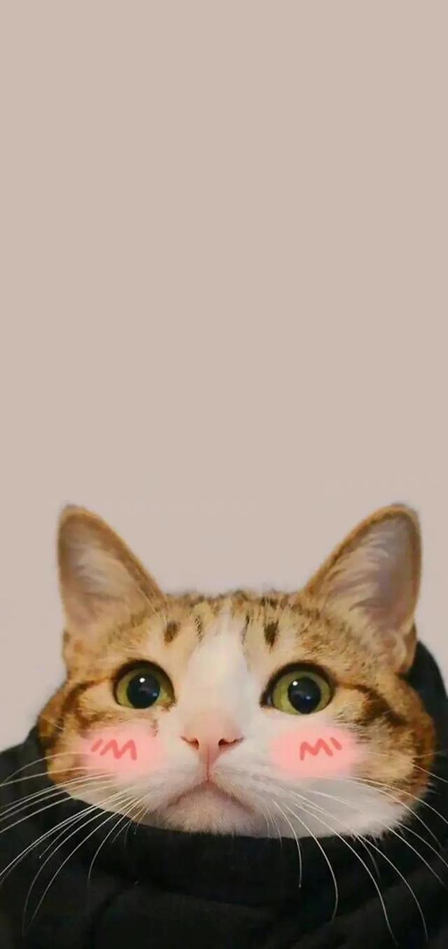 小猫可爱图片，小猫可爱图片 呆萌（猫咪壁纸‖好可爱呀）