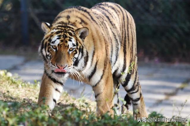 深圳世界之窗门票多少钱一张，深圳世界之窗晚上门票多少（动物园\u0026世界之窗/欢乐海岸水秀）