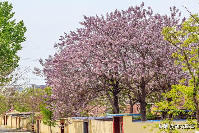 赞美梧桐树的经典句子，梧桐树的唯美句子（清明节气桐花美诗七首）