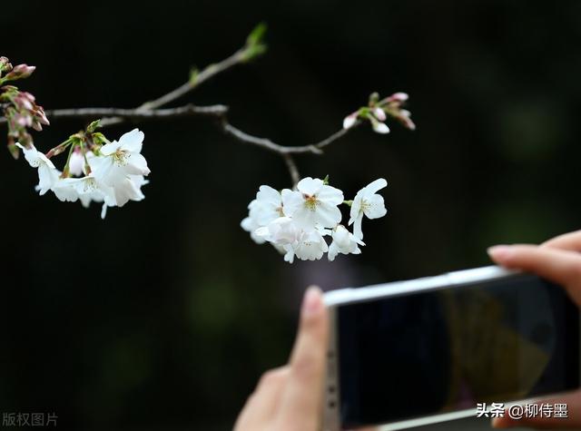 马路拍照技巧，马路拍照技巧视频（花朵不要“胡乱拍”）