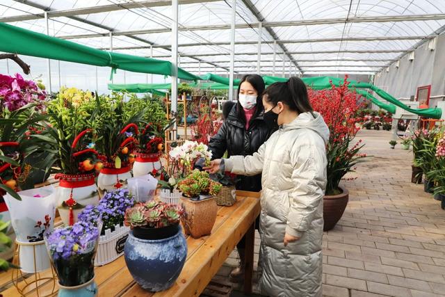 澳洲杉,新年的仪式感从逛花市开始(澳洲杉怎么修剪) 澳洲杉,新年的仪式感从逛花市开始(澳洲杉怎么修剪)