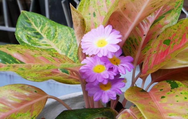 花，花好月圆人长久（72种鲜花欣赏图片）