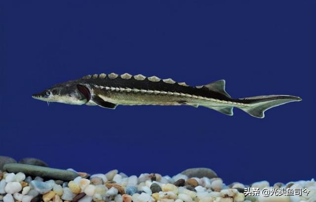 长江名贵鱼前十名，10大凶猛淡水鱼（我国保护的鱼类有87种）