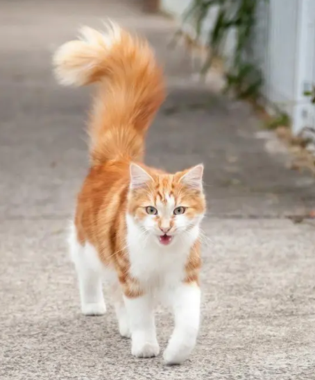 猫尾巴竖起来什么意思，猫的尾巴代表着什么意思（猫咪“尾巴”会说话）