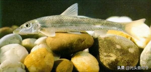 长江名贵鱼前十名，10大凶猛淡水鱼（我国保护的鱼类有87种）