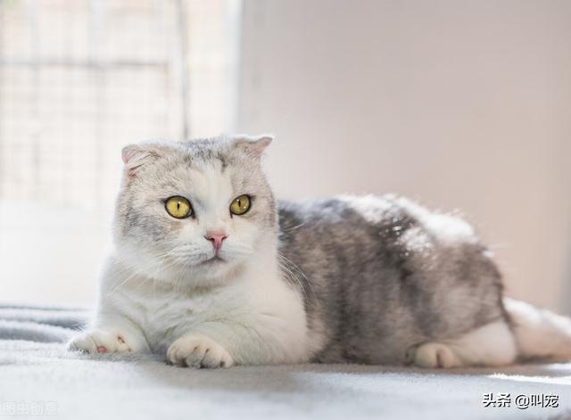 短腿的猫的品种，短腿的猫的品种图片名字大全（这两种短腿猫咪这样区分）