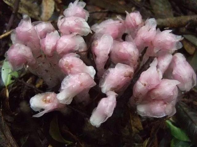 水晶兰的花语是什么，水晶兰是吉祥花吗（幽灵之花一一水晶兰）