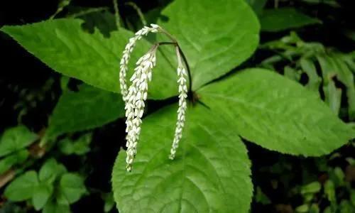 鲜花的花语和花的数目的寓意，鲜花数量的寓意（100种迷人的“数字花”）