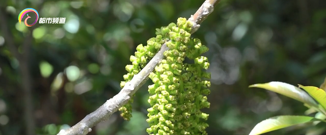 核桃花怎么吃最好，核桃花怎么吃（核桃花绽放 尝鲜正当时）