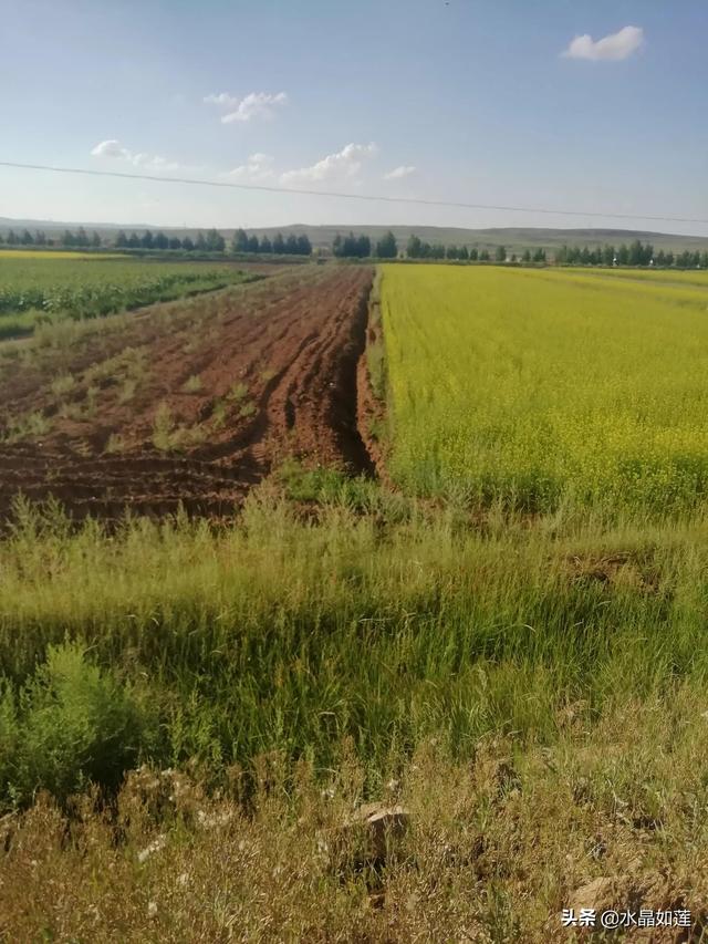 10种代表春天的动物，春天的动物有哪些（塞北动植物们话辛丑牛年时节）