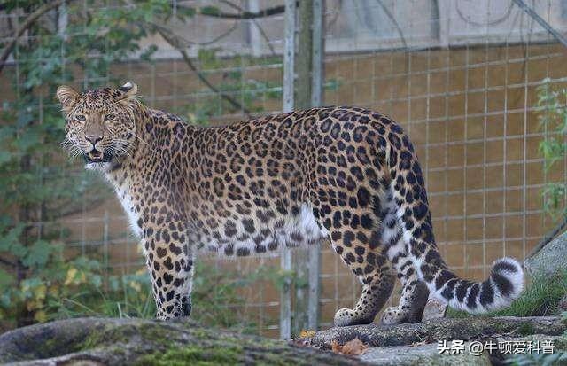 美洲豹和猎豹数据对比，世界上最凶猛的10种豹子