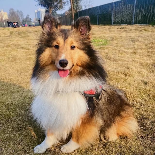 喜乐蒂牧羊犬价格，喜乐蒂牧羊犬的价格（这几点，不是人人都能接受的）