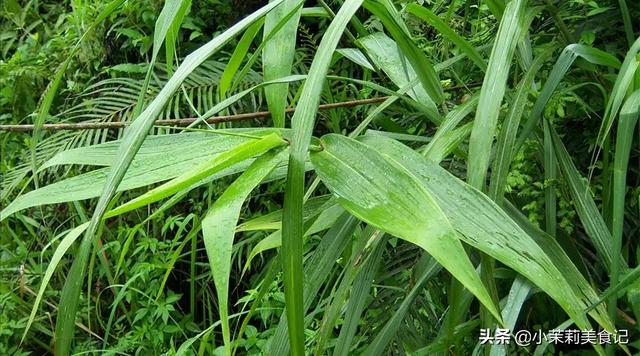 芦苇叶怎么保存时间长，芦苇叶保存方法（带你认识农村15种常见的“粽子叶”）