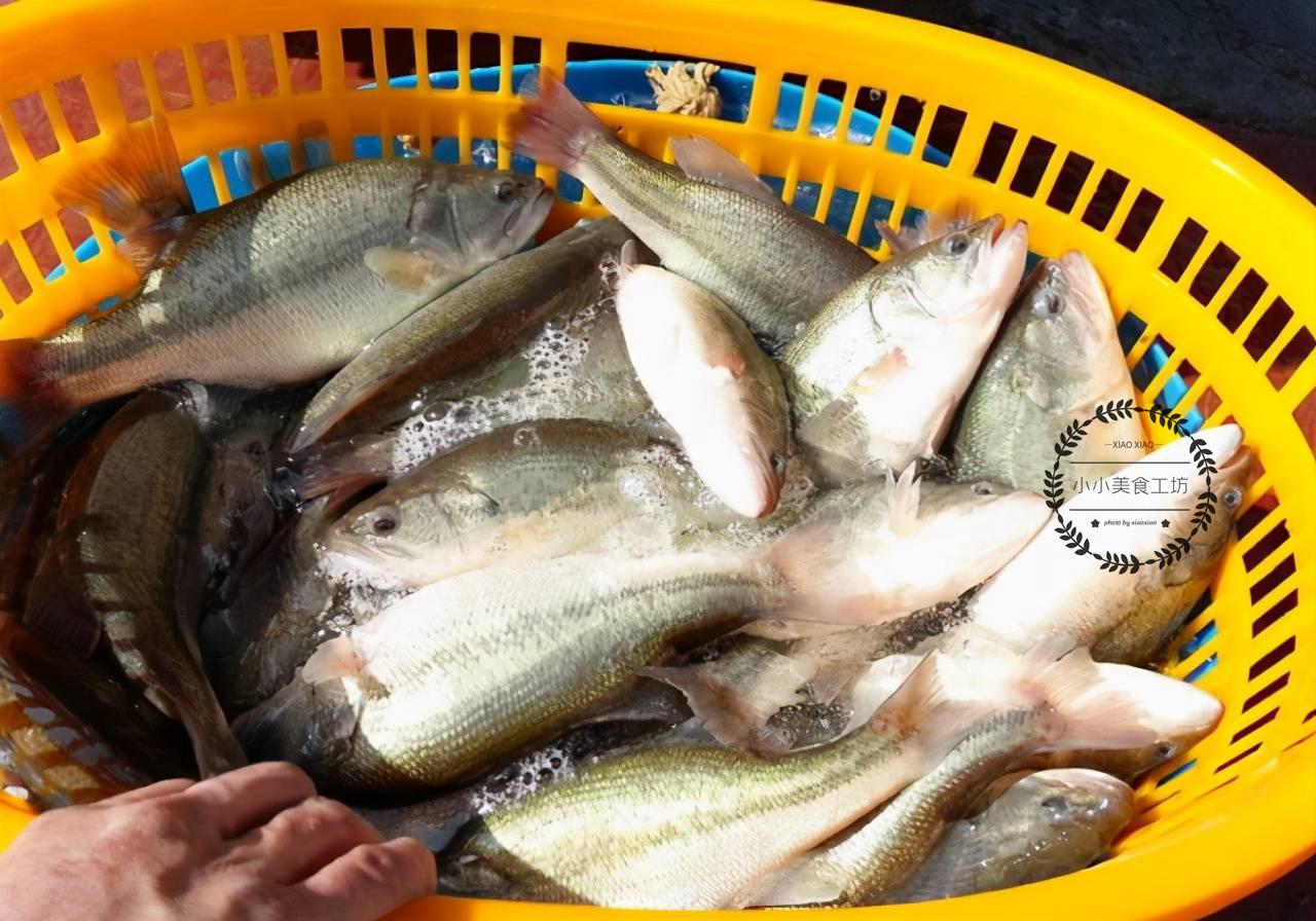 选购指南：海鲈鱼与淡水鲈鱼口感大比拼，哪种更鲜美更适合你？