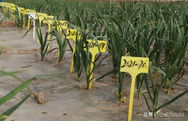 为什么不能随便带红绳，三种属相不能戴金（金乡大蒜扎上红绳为哪般）