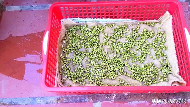 家庭绿豆种植简单方法技术，家庭绿豆种植简单方法技术说明（教你在家自发绿豆芽）