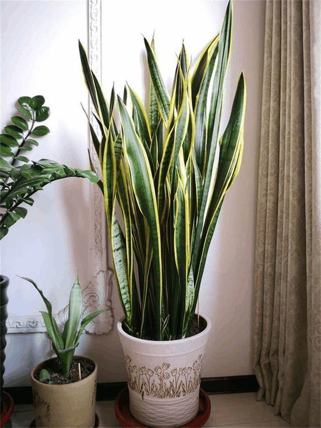 客厅适合养什么花，客厅适合养什么花和植物好风水（堪称“不死花”）