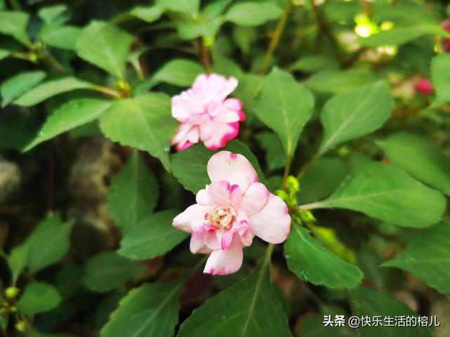 水梅花的養殖方法和注意事項,水梅花的養殖方法(非洲鳳仙,值得擁有)