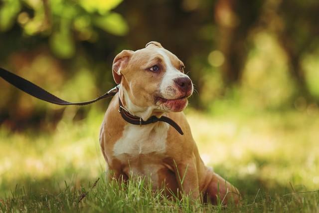 比特犬的科普知识，关于比特犬的二十个冷知识