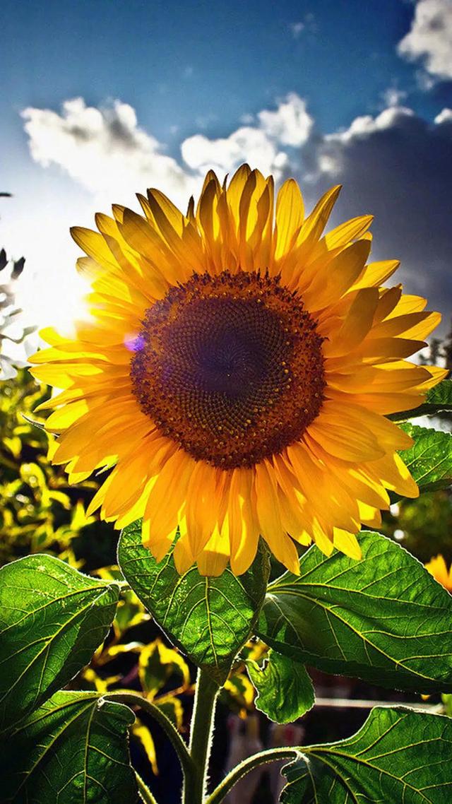 向日葵长什么样，向日葵的茎是什么样的（分享图片，生机勃勃的向日葵）