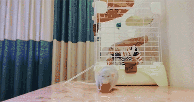 大白鼠和花枝鼠，大白鼠图片（原来有老鼠不脏不臭）