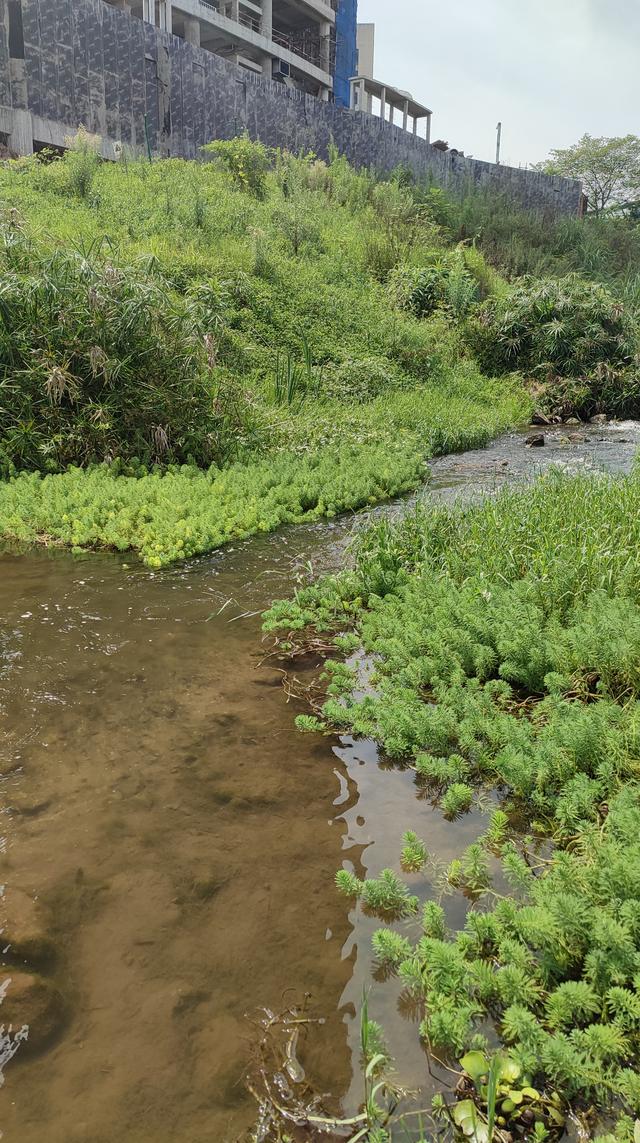 茶园属于重庆哪个区，重庆茶园属于哪个区（南岸区茶园还有这么仙的地方）