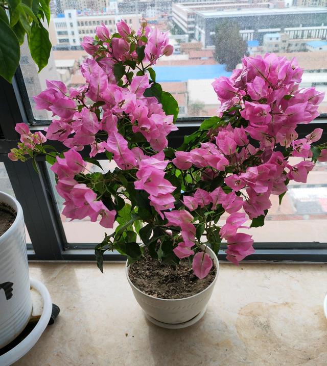 三角梅介绍，粉白蝶三角梅介绍（三角梅界的“贵族”—比芭）