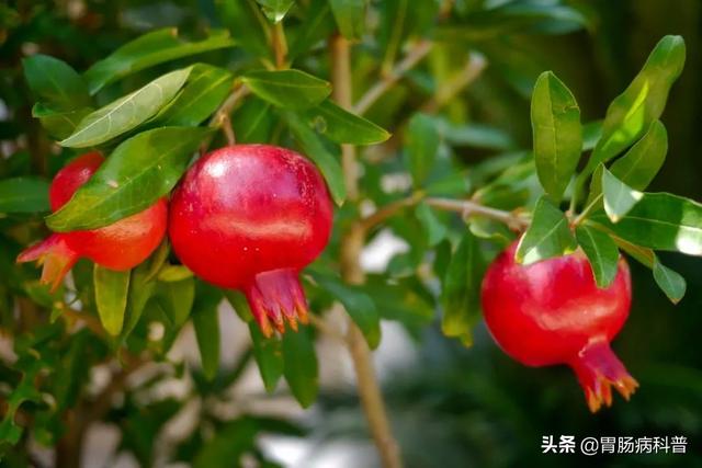 曼陀罗花的图片，曼陀罗花是什么（301味中药材的原植物彩色图谱）