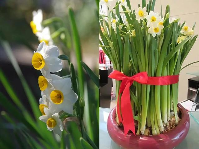 水仙花可以土培吗，水仙可以用土培植吗（中国水仙水培开花后转土培）