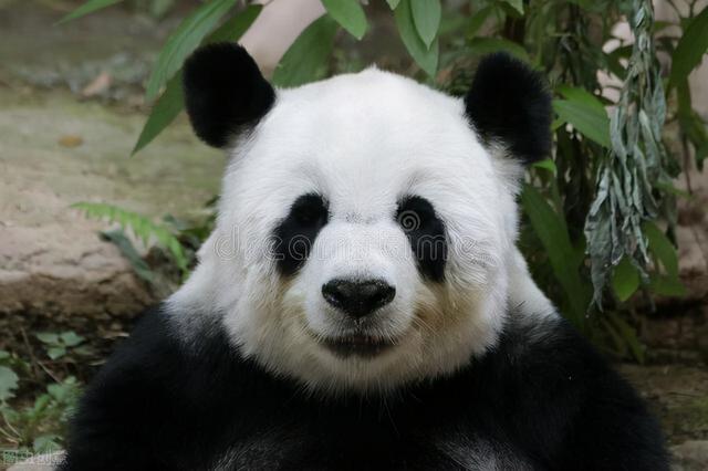 小熊猫的故事，小熊猫的故事插图（童话故事：小熊猫的黑眼圈）