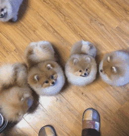 狗一般能活多久，猫和狗一般能活多久（这几种狗寿命很长）