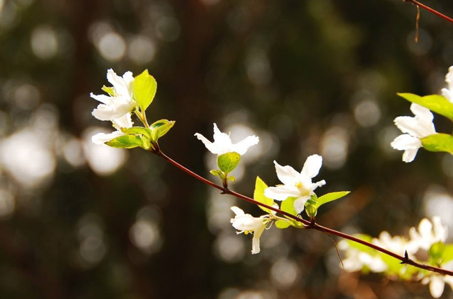 关于春分的古诗，春分的古诗有哪些（诗中寻春春亦浓）