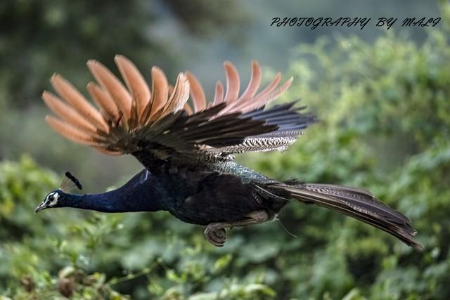 做什么梦说明爱情要来了，什么梦预示真爱到了（爱情魅力追求梦）