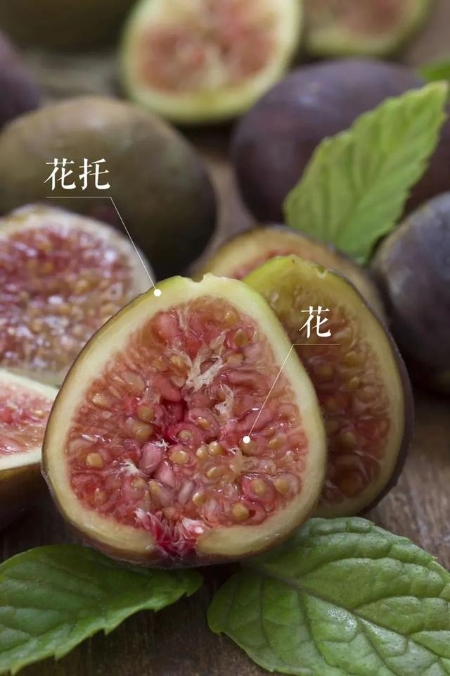 雪莲果图片，这13种水果因为名字被误解（雪莲果图片叶子图片）