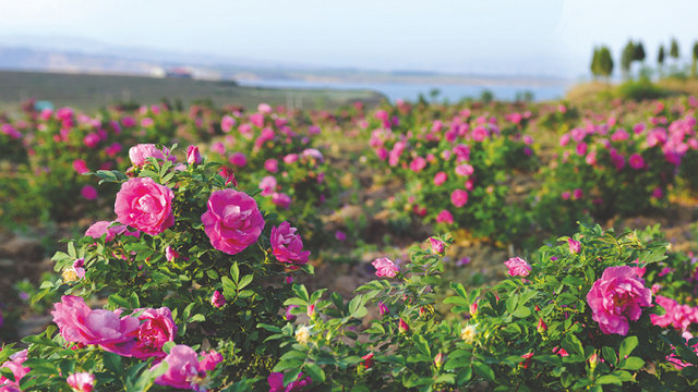 武汉周边哪里好玩，春节武汉周边自驾游哪里好玩（带孩子去武汉自驾游有哪些值得推荐的景点）