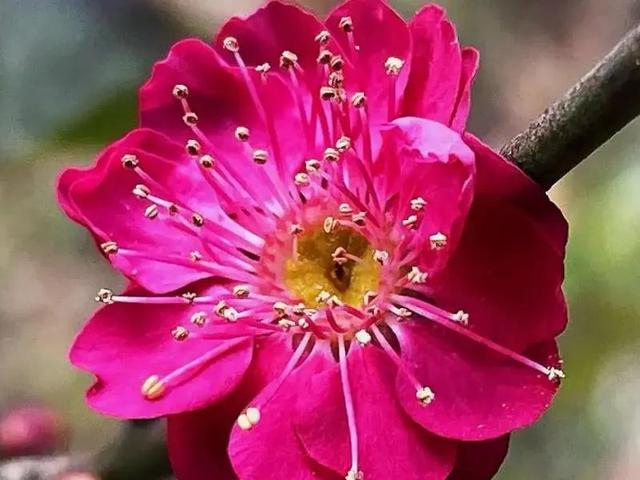 春天的花代表，春天的花代表什么（<一>君子兰、杜鹃、茶花、梅花、长寿花）