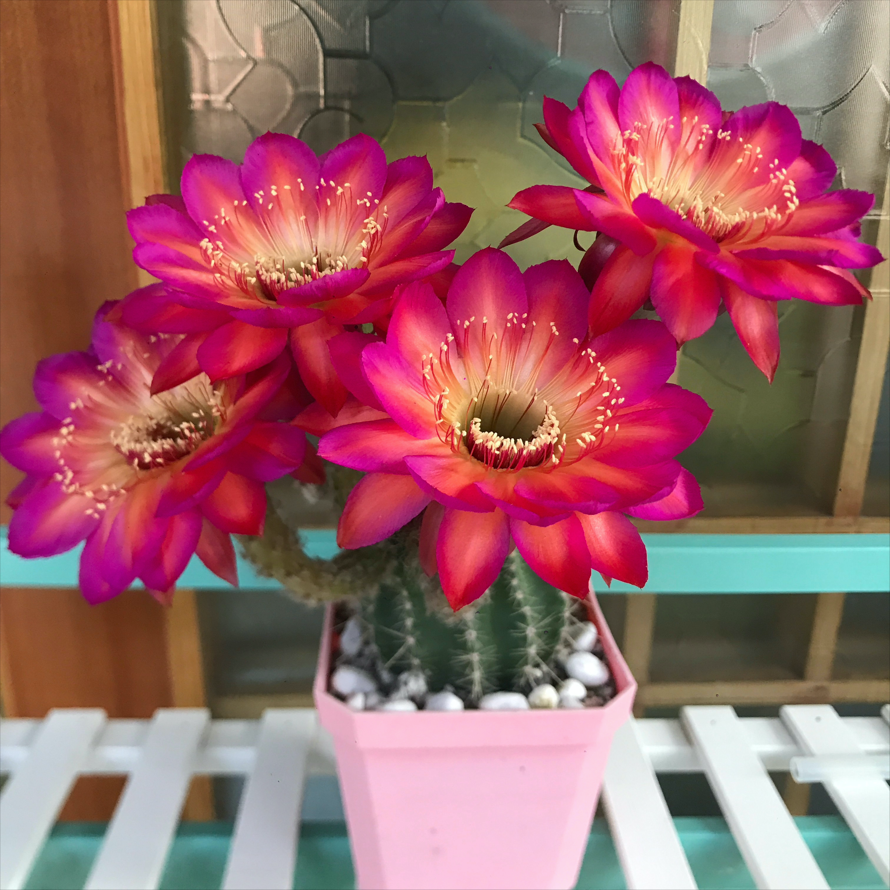 马齿苋多少钱一棵，马齿苋药材价格（堪称“死不了”）