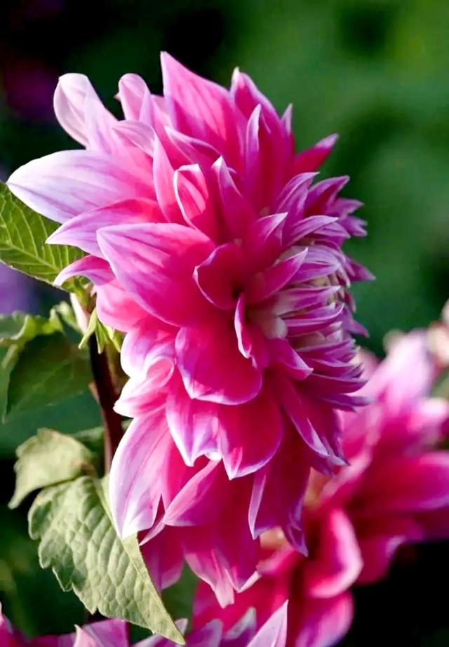 繁花似锦下一句是什么，一路繁花似锦下一句是什么（美醉你的心田）