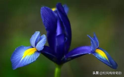 蓝色风信子花语，蓝色风信子花语是什么（分享蓝色的花）