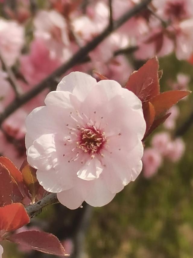 关于春分的古诗词，关于春分的古诗词是四句（人间万物皆恰好）