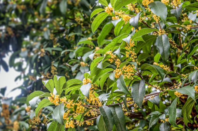 5种非常优秀的长寿花品种，长寿花最好的几个品种（5种“寿星花”）