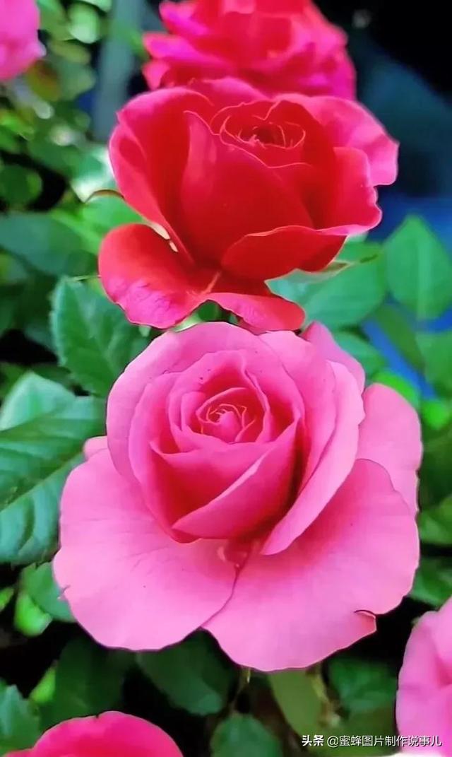 红玫瑰背景图，红玫瑰背景图ins（一朵朵玫瑰花绽放美丽的容颜）